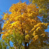 Арсений Кицис. Осенний дух