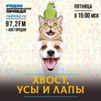 Древний. Умный. Не игрушка. Все самое важное о породе померанский шпиц