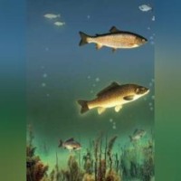 Иван Дубровин. Водоем – кормилец