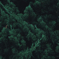 Кира Кортнева. Малыш-Шелли