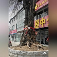 . ПРОКЛЯТИЕ КИТАЙСКОЙ МАТЕРИ