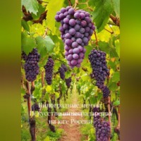 . «Виноградные мечты: Искусство виноградарства на юге России»