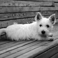 LARANT LARANT. Джульетта