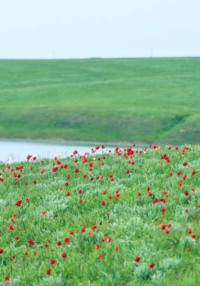 Родственные узы. Наши корни из Приманычья