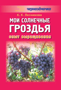 Мои солнечные гроздья. Опыт выращивания
