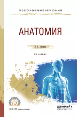 Анатомия 2-е изд., испр. и доп. Учебное пособие для СПО, аудиокнига Виктора Алексеевича Замараева. ISDN22484251