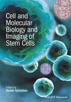 Cell and Molecular Biology and Imaging of Stem Cells - Heide Schatten