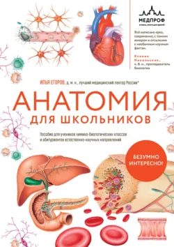 Анатомия для школьников. Пособие для учеников химико-биологических классов и абитуриентов естественно-научных направлений - Илья Егоров