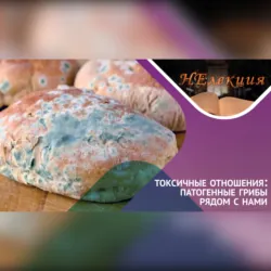 ТОКСИЧНЫЕ ОТНОШЕНИЯ… с грибами - Александр Гордеев