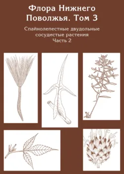 Флора Нижнего Поволжья. Том 3. Часть 2. Спайнолепестные двудольные сосудистые растения (Asteraceae). Дополнения к предыдущим томам - Коллектив авторов