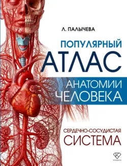 Популярный атлас анатомии человека. Сердечно-сосудистая система - Любовь Палычева