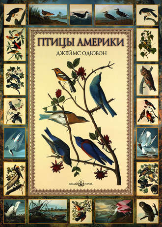 Обложка книги «Птицы Америки»