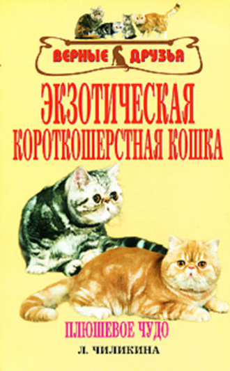 Обложка книги «Экзотическая короткошерстная кошка»