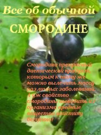 Обложка книги «Все об обычной смородине»