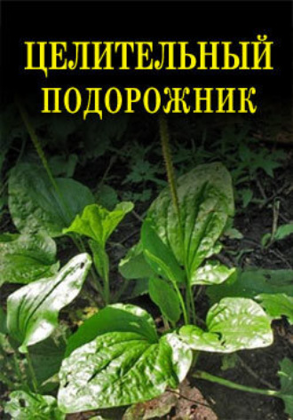 Обложка книги «Целительный подорожник»