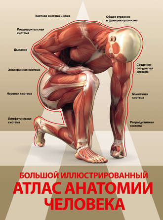 Обложка книги «Большой иллюстрированный атлас анатомии человека»