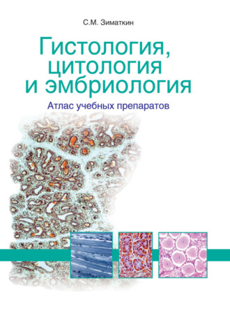 Обложка книги «Гистология, цитология и эмбриология: атлас учебных препаратов»