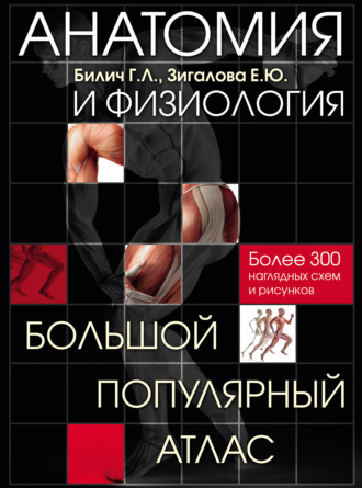 Обложка книги «Анатомия и физиология. Большой популярный атлас»