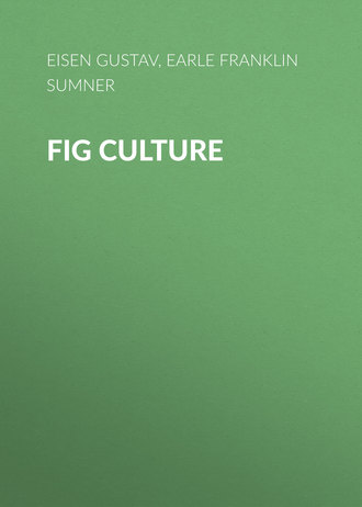 Обложка книги «Fig Culture»