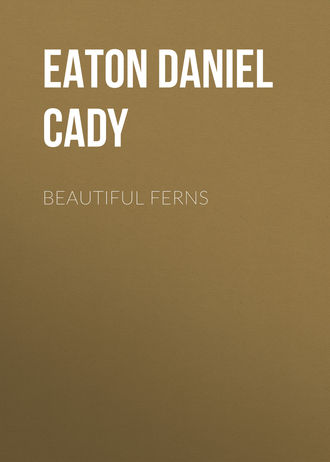 Обложка книги «Beautiful Ferns»