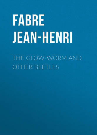 Обложка книги «The Glow-Worm and Other Beetles»