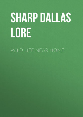 Обложка книги «Wild Life Near Home»