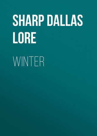 Sharp Dallas Lore. Winter