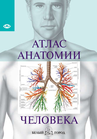 Обложка книги «Атлас анатомии человека. Все органы человеческого тела»