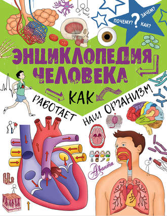 Обложка книги «Энциклопедия человека. Как работает наш организм»