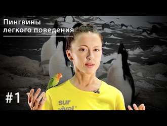 Обложка книги «Пингвины легкого поведения»