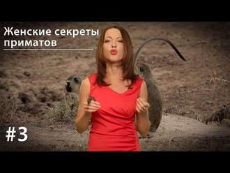 Обложка книги «Женские секреты приматов»