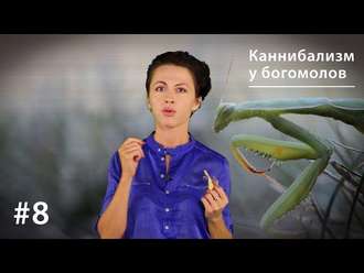 Обложка книги «Каннибализм у богомолов: плата за секс или за бессмертие?»