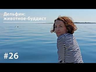 Обложка книги «Дельфин: животное-буддист»