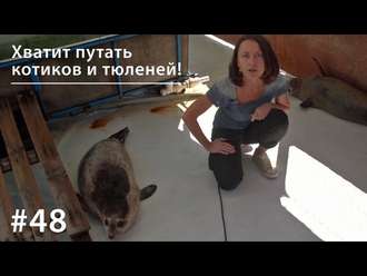 Обложка книги «Хватит путать котиков и тюленей!»