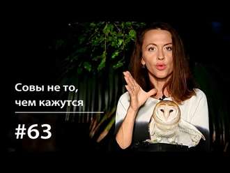 Обложка книги «Совы не то, чем кажутся»