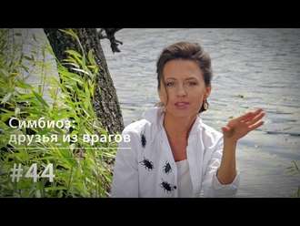 Обложка книги «Симбиоз: как делать друзей из врагов?»