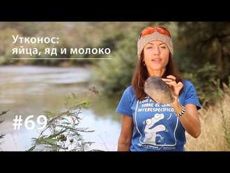 Обложка книги «Утконос: яйца, яд и молоко»