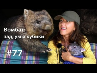 Обложка книги «Вомбат: ум, зад и кубики»