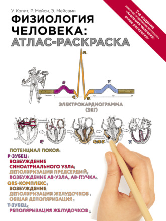 Обложка книги «Физиология человека: атлас-раскраска»