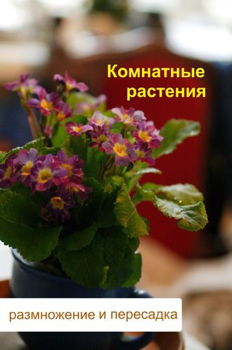 Обложка книги «Комнатные растения. Размножение и пересадка»