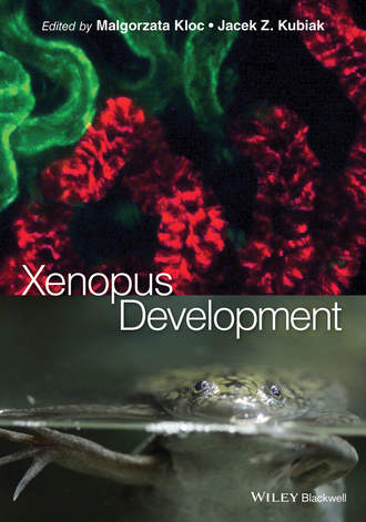 Kubiak Jacek Z.. Xenopus Development