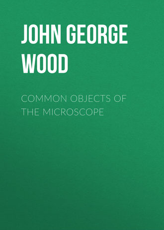 John George Wood. Common Objects of the Microscope