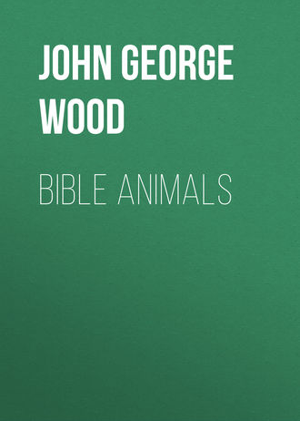 Обложка книги «Bible Animals»