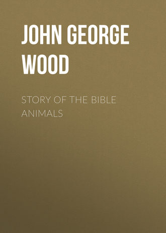 Обложка книги «Story of the Bible Animals»