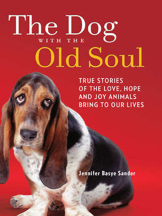 Jennifer Sander Basye. The Dog with the Old Soul