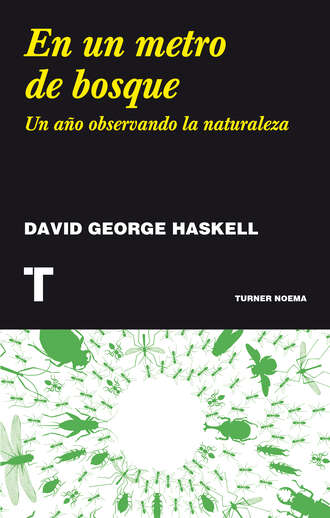 David George Haskell. En un metro de bosque