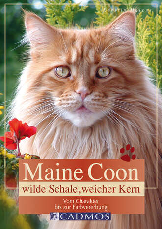 Kerstin Malcus. Maine Coon - Wilde Schale weicher Kern