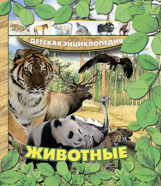 Обложка книги «Животные»