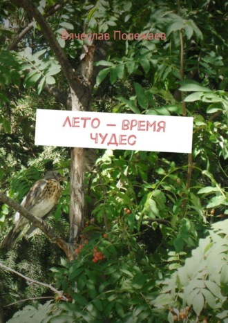 Обложка книги «Лето – время чудес»
