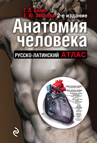 Обложка книги «Анатомия человека. Русско-латинский атлас»